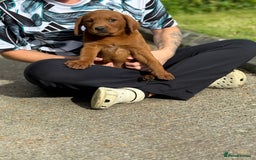 Labrador Retriever dogs for sale: Fox Red /  Mahogany Labradors  - Image 20