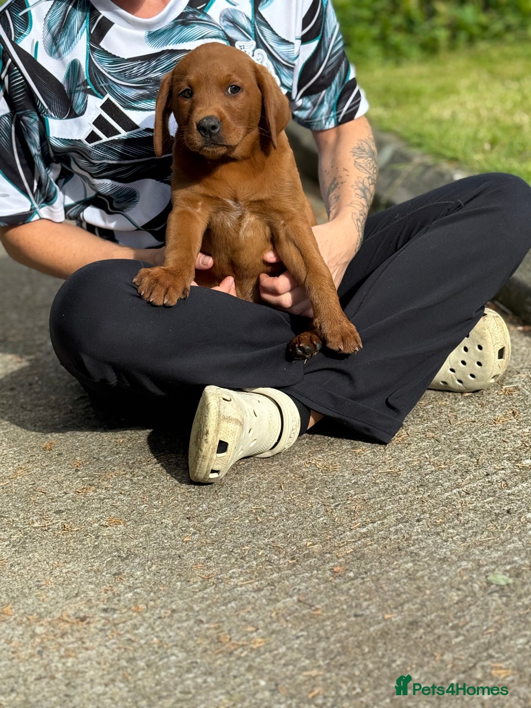 Labrador Retriever dogs for sale: Fox Red /  Mahogany Labradors  - Image 20