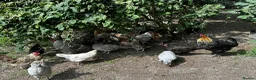 Chickens poultry for sale: Silkie chicks and gentle hand raised birds - Advert 6