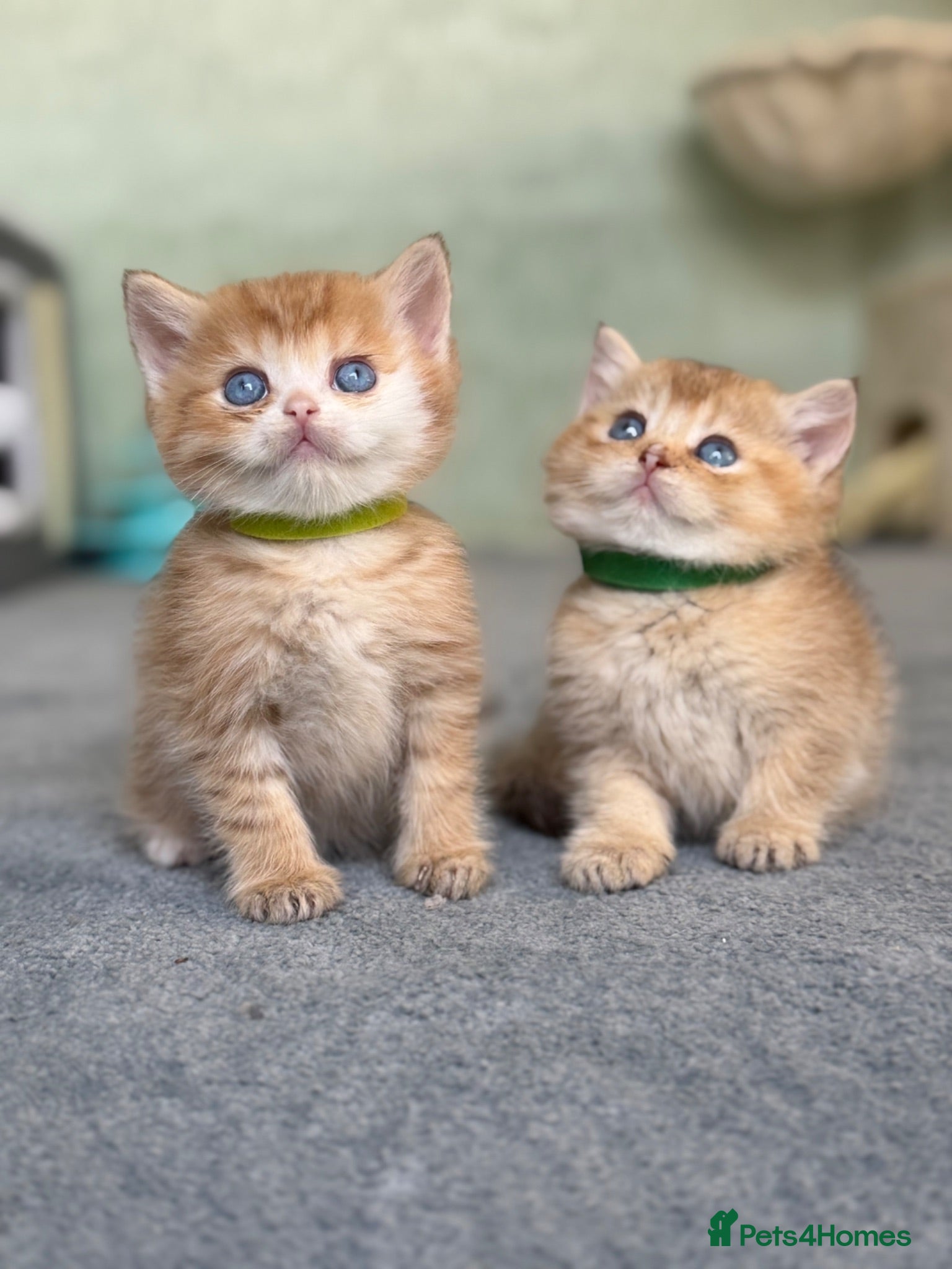 British Shorthair cats British sh odd eyed adorable kittens GCCF  - Advert 5