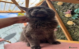 Maine Coon cats for sale: Giant Maine Coon! 20+ Generation Champion Heritage - Image 13
