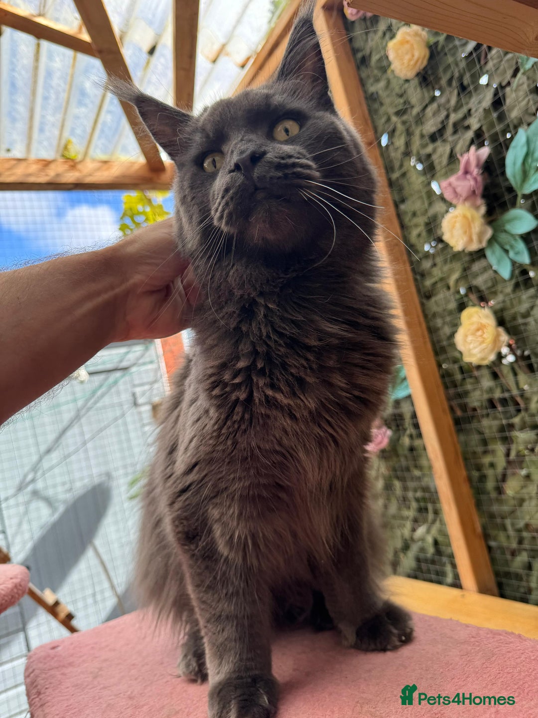 Maine Coon cats for sale: Giant Maine Coon! 20+ Generation Champion Heritage - Image 13