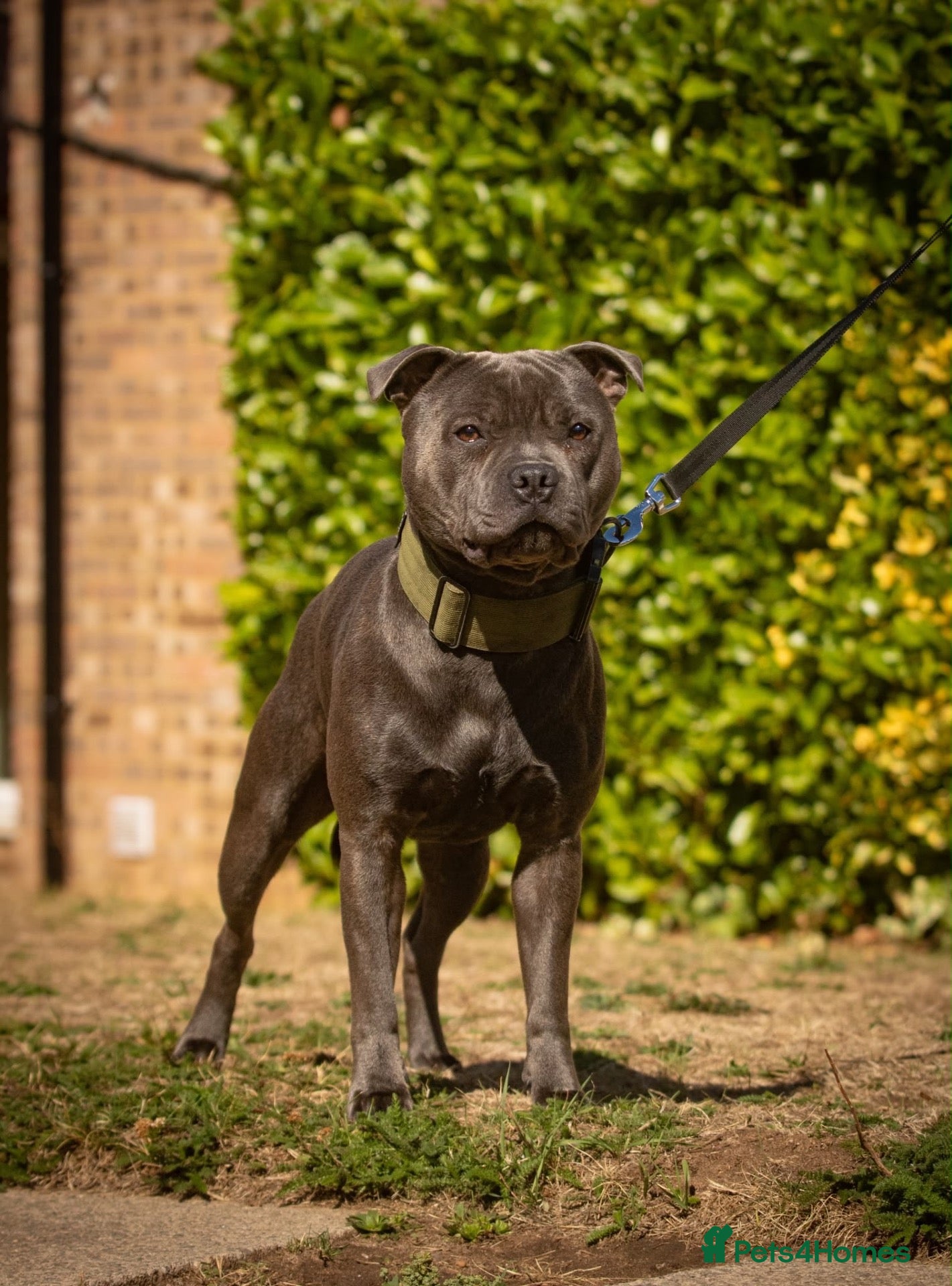 Staffordshire Bull Terrier dogs Amazing Blue Staffordshire Bull Terrier For Stud - Advert 1