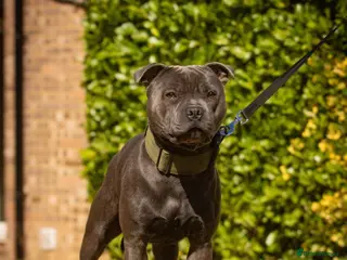 Staffordshire Bull Terrier dogs Amazing Blue Staffordshire Bull Terrier For Stud - Advert 1