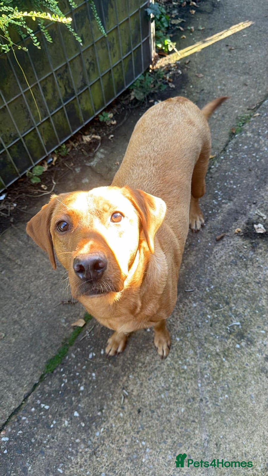 Labrador Retriever dogs for sale: 2 Beautiful Fox red pups for a loving family. - Advert 5