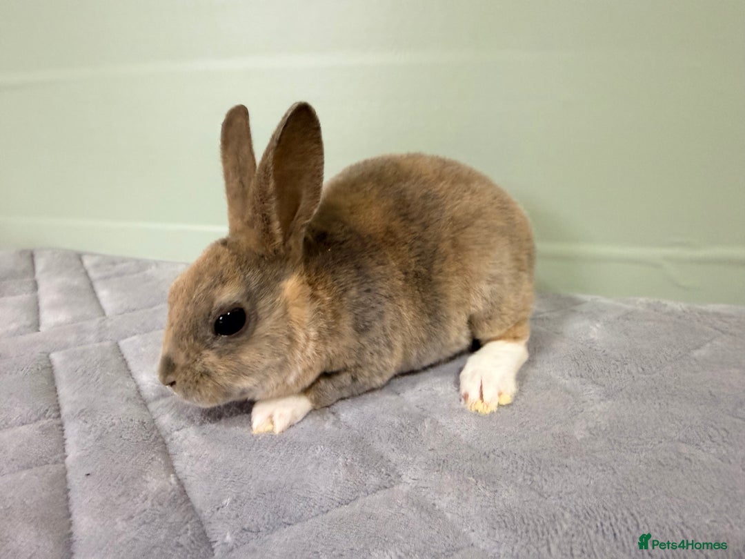 Rex rabbits for sale: Mini Rex's ‼️NOW AVAILABLE ‼️ 9 weeks old  - Advert 11