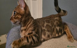 Bengal cats for sale: Registered Pure Bengal READY NOW  - Image 10