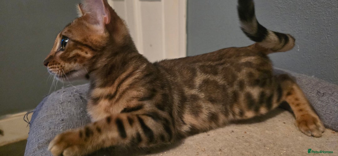 Bengal cats for sale: Registered Pure Bengal READY NOW  - Image 10