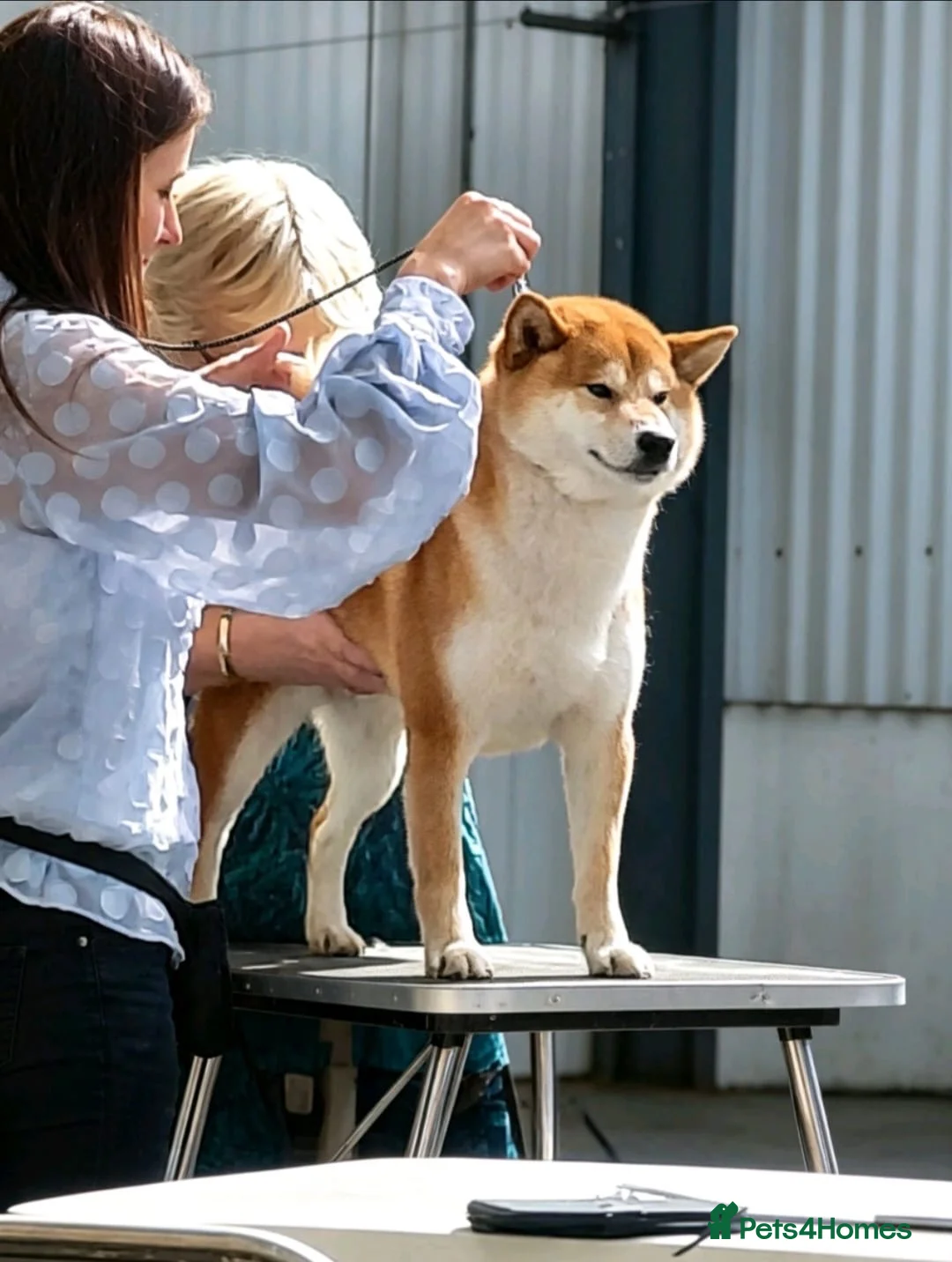 Japanese Shiba Inu dogs for stud: KC health tested Japanese Shiba Inu available  - Advert 2