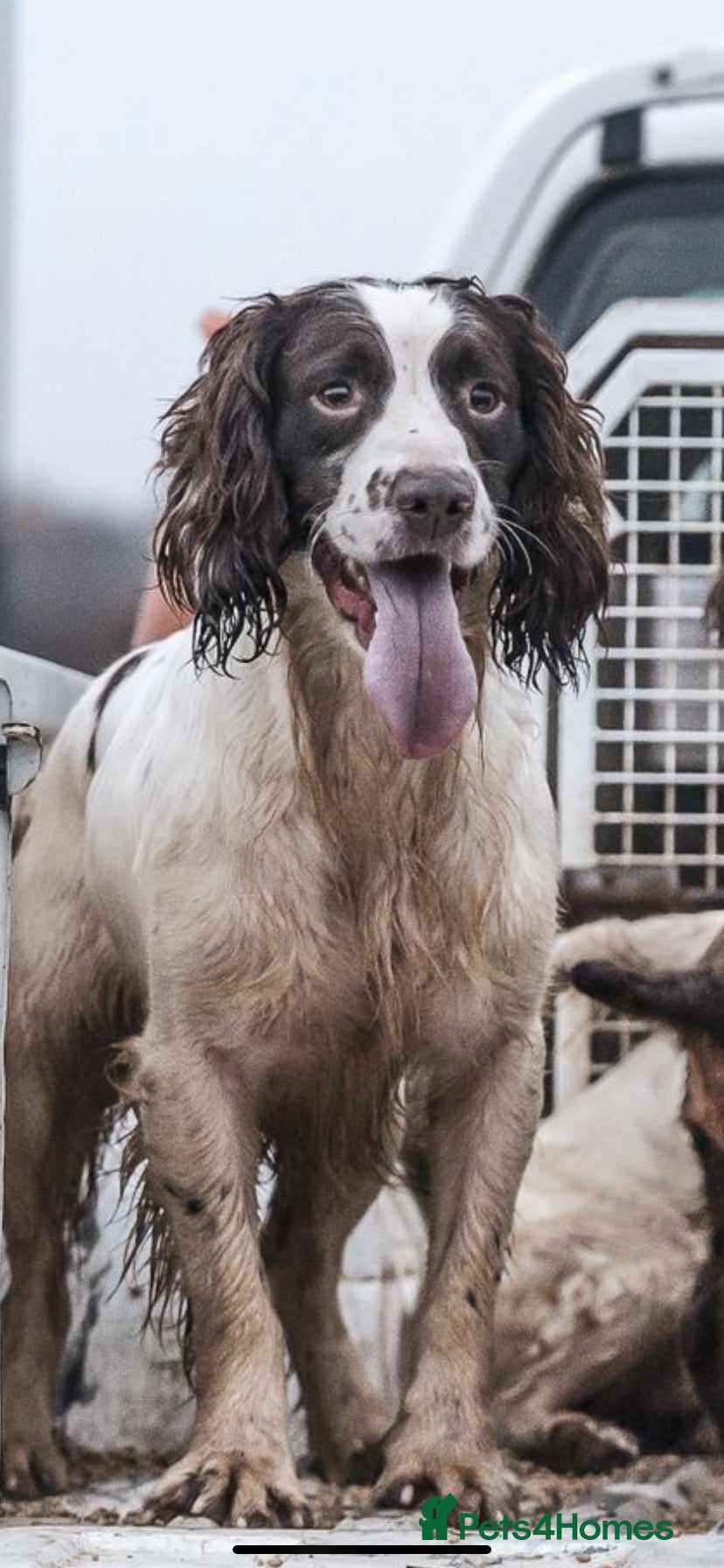 English Springer Spaniel dogs Working DNA clear champion sired ess  - Advert 2