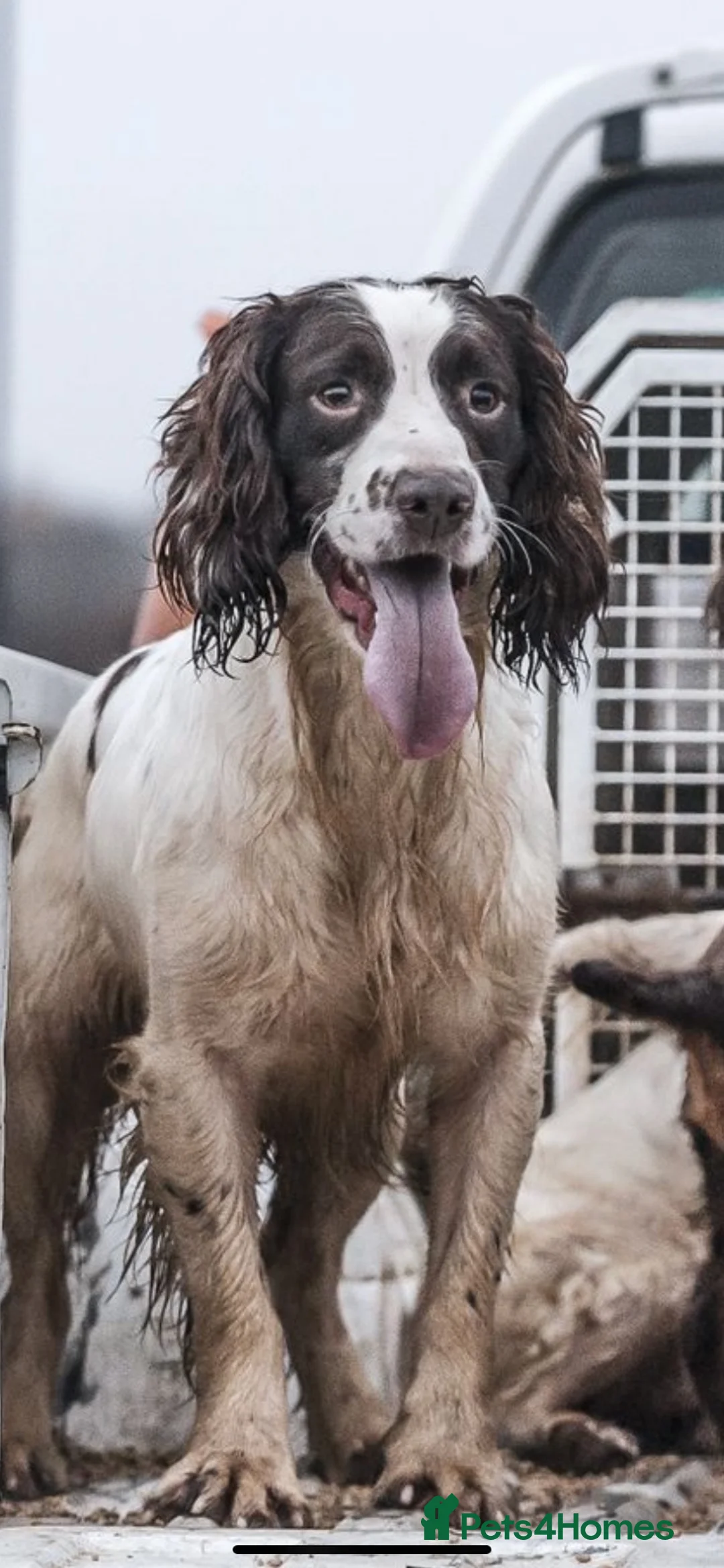 English Springer Spaniel dogs for stud: Working DNA clear champion sired ess  in Retford - Advert 2