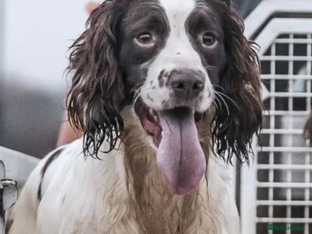 English Springer Spaniel dogs for stud: Working DNA clear champion sired ess - Advert 2