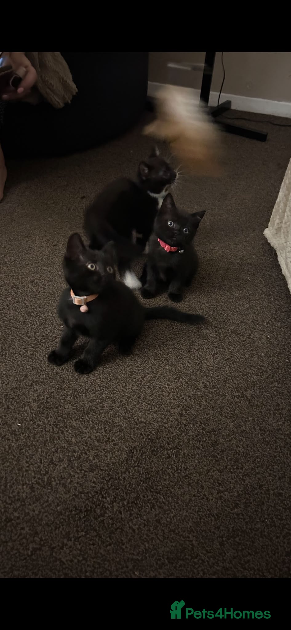 British Shorthair cats Beautiful British short hair cross kittens - Advert 2