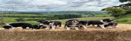 Border Collie dogs for sale: Long coated rare border collie puppies - Advert 12