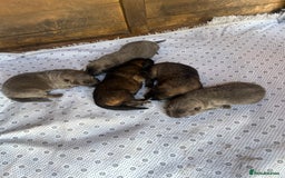 German Shepherd dogs for sale: German Shepherd Puppies Boys / Girls - Image 2