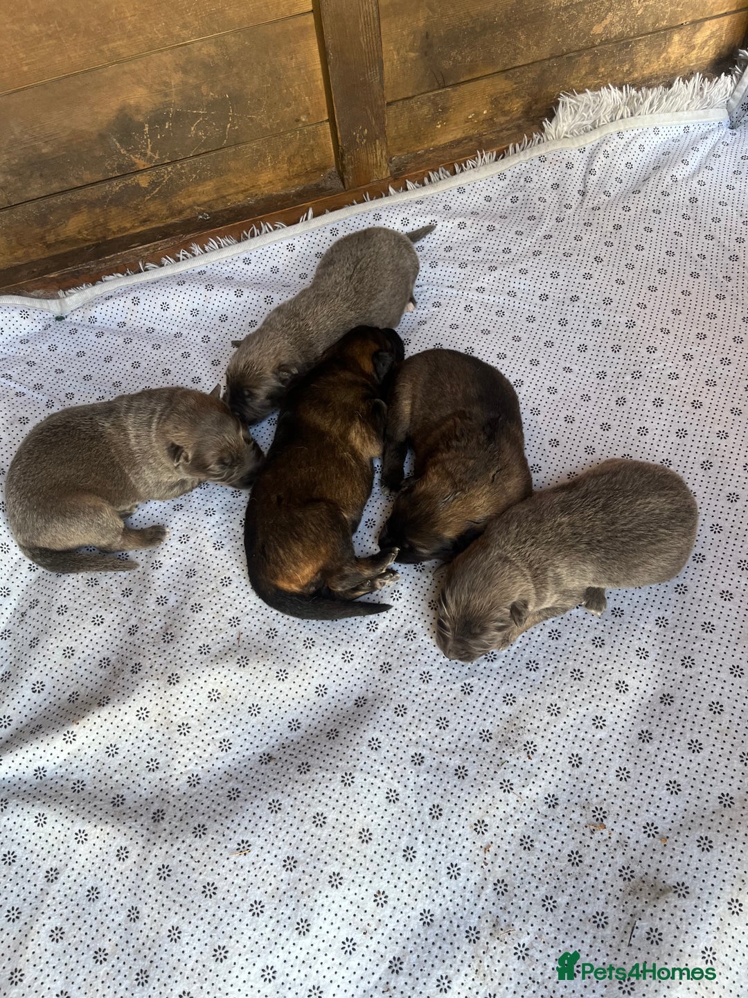 German Shepherd dogs for sale: German Shepherd Puppies Boys / Girls - Image 2