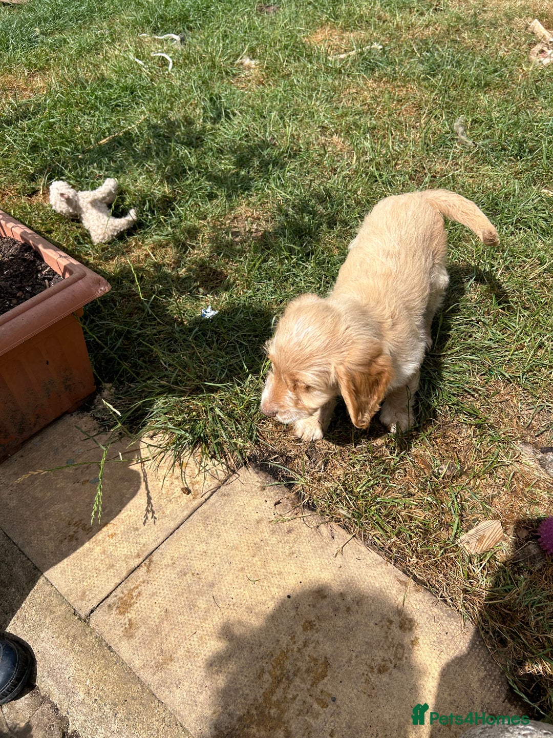 Cavapoo dogs for sale: Beautiful Cavapoo Puppies  - Image 14