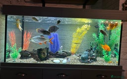 Cichlids fish for sale: Fluval shaker fish tank with fish - Image 2