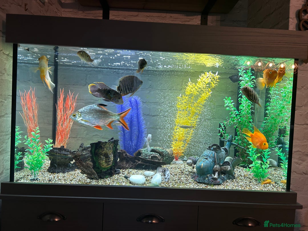 Cichlids fish for sale: Fluval shaker fish tank with fish - Image 2