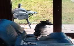 Mixed Breed dogs for sale: Stunning pup - Image 3