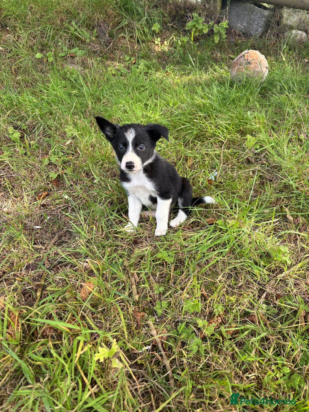 Border Collie dogs for sale: Border collie puppies for sale - Image 1