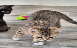 Selkirk Rex cats for sale: Pedigree Selkirk rex  kittens ready now  in Burnham-on-Sea - Image 19