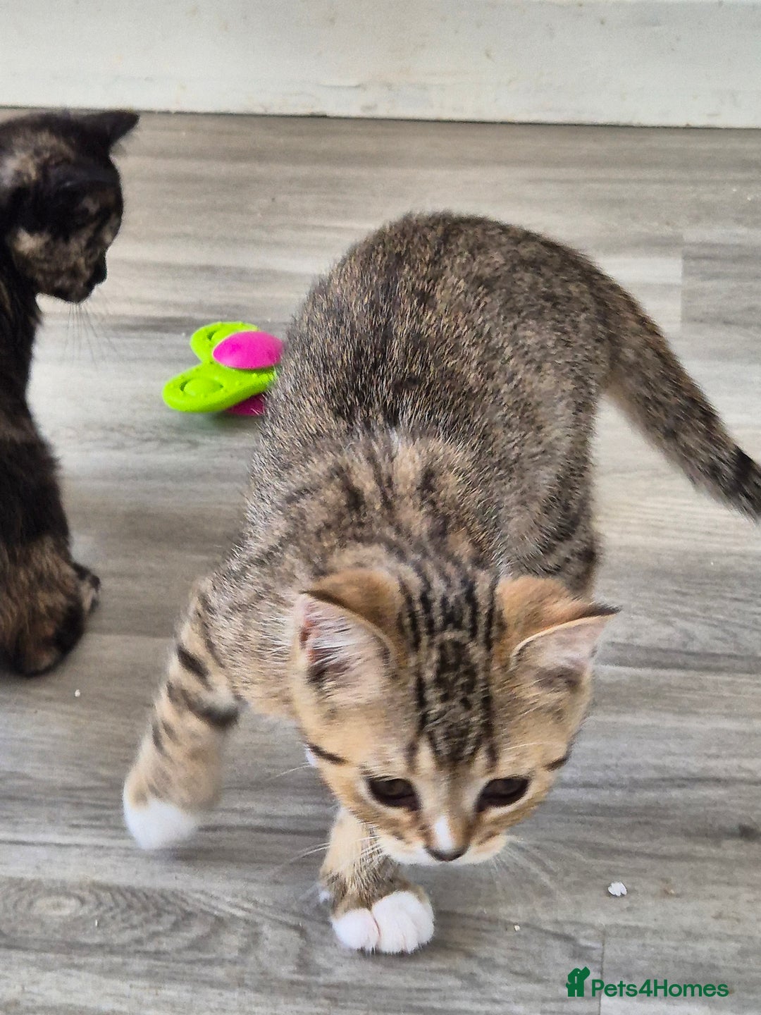 Selkirk Rex cats for sale: Pedigree Selkirk rex  kittens ready now  in Burnham-on-Sea - Image 19