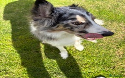 Border Collie dogs for sale: Male Blue Merle Border Collie.  - Image 3
