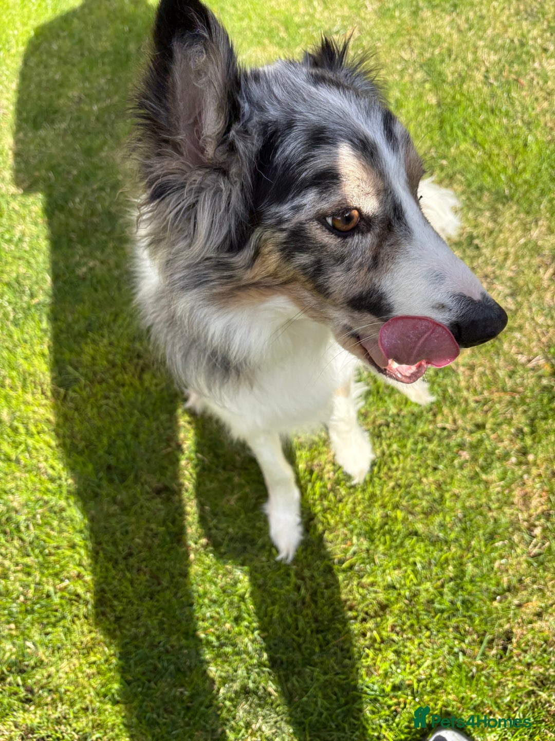 Border Collie dogs for sale: Male Blue Merle Border Collie.  - Image 3