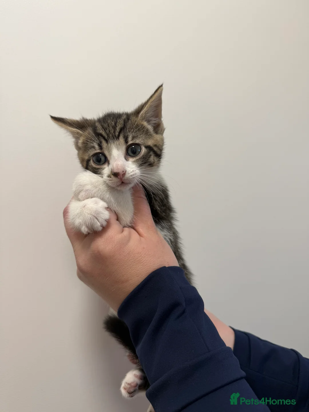 Maine Coon cats for sale: Half Maine coon kittens  - Advert 3