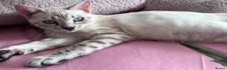 Bengal cats for sale: Our blue eyed girl  - Advert 6