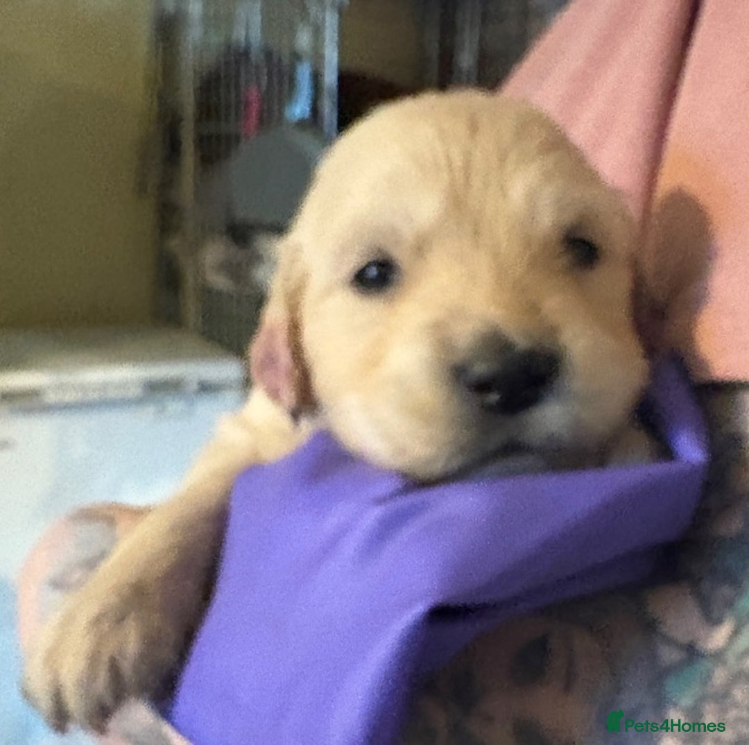 Golden Retriever dogs for sale: Gorgeous KC Registered Goldies. 5 Star Reg.Breeder - Advert 23