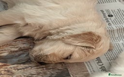 Golden Retriever dogs for sale: Golden Retriever pups - Image 2
