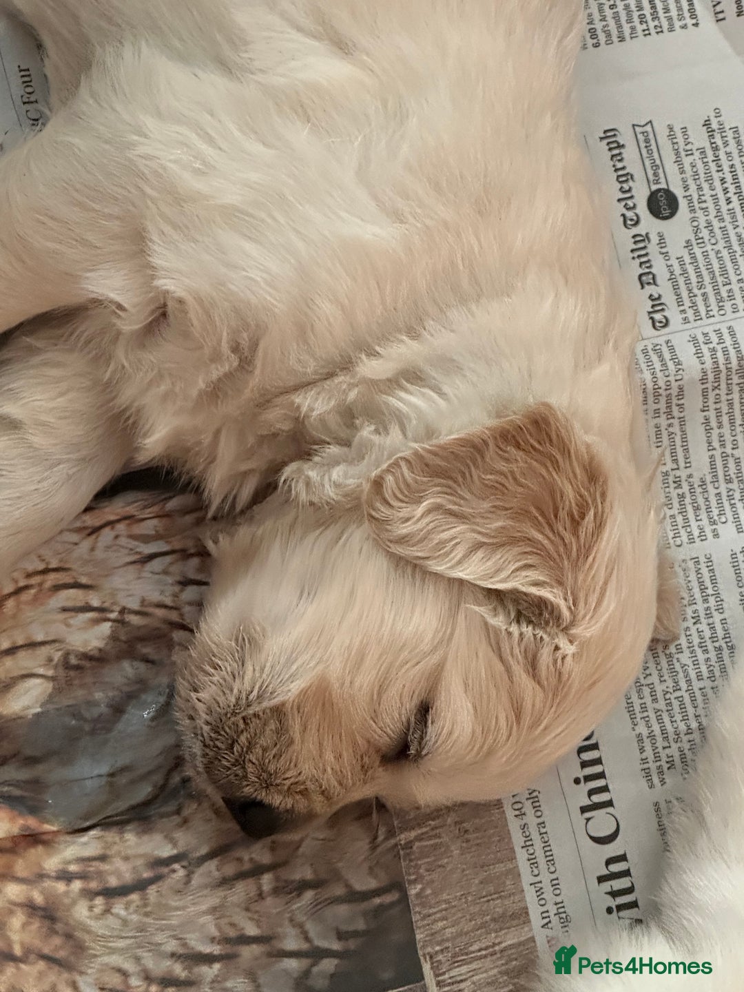 Golden Retriever dogs for sale: Golden Retriever pups - Image 2