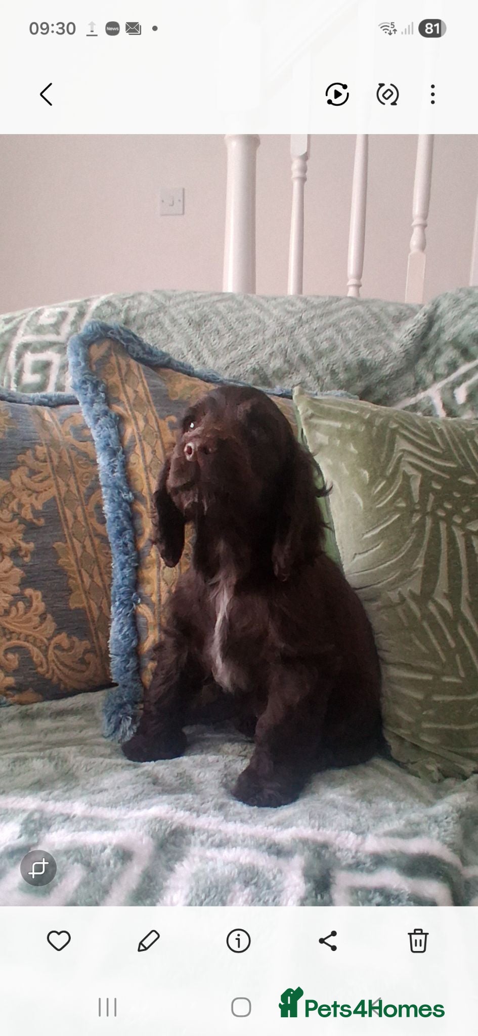 Cocker Spaniel dogs Champion Pedigree KC Reg Showtype Cocker Spaniels - Advert 2
