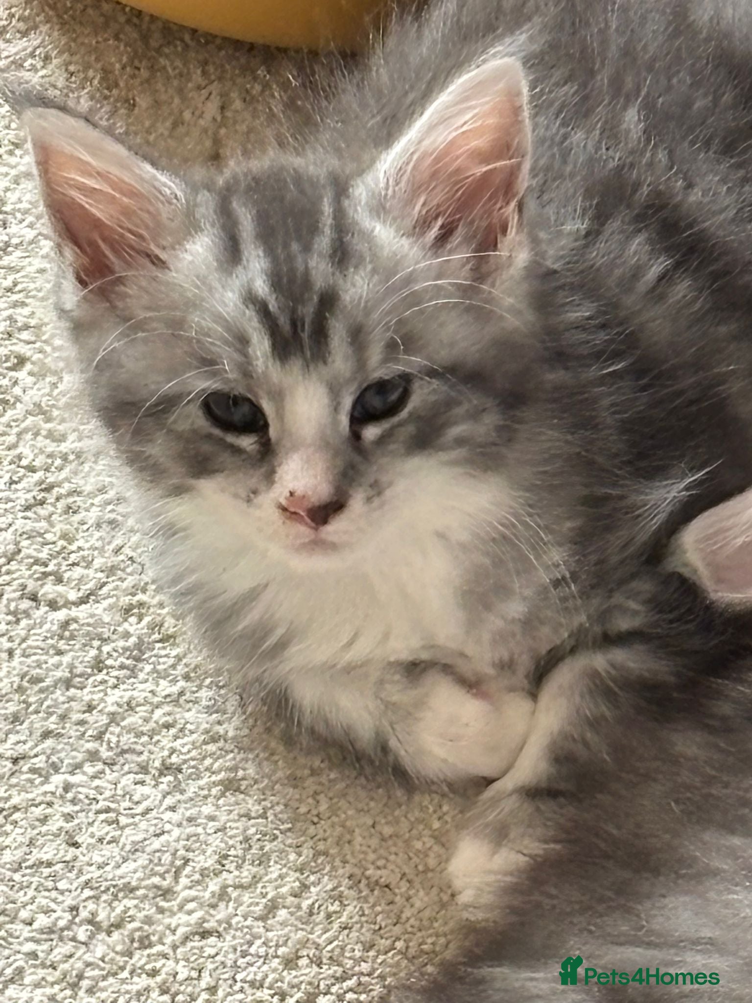 Maine Coon cats Fluffy, friendly pedigree maine coon kittens  - Advert 2