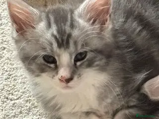 Maine Coon cats Fluffy, friendly pedigree maine coon kittens - Advert 2