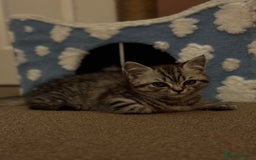 British Shorthair cats for sale: British shorthair mix  - Image 6