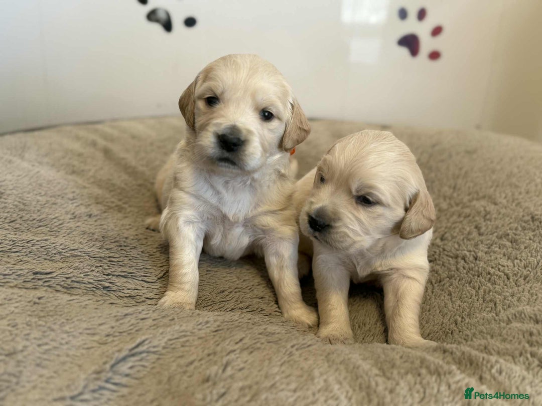 Golden Retriever dogs for sale: Stunning health tested Golden Retriever Puppies  - Advert 38