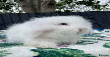 Mini Lion Lop rabbits - Advert 5
