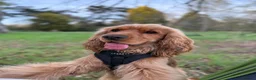 Cocker Spaniel dogs for stud: Show cocker spaniel stud in Dunfermline - Advert 8