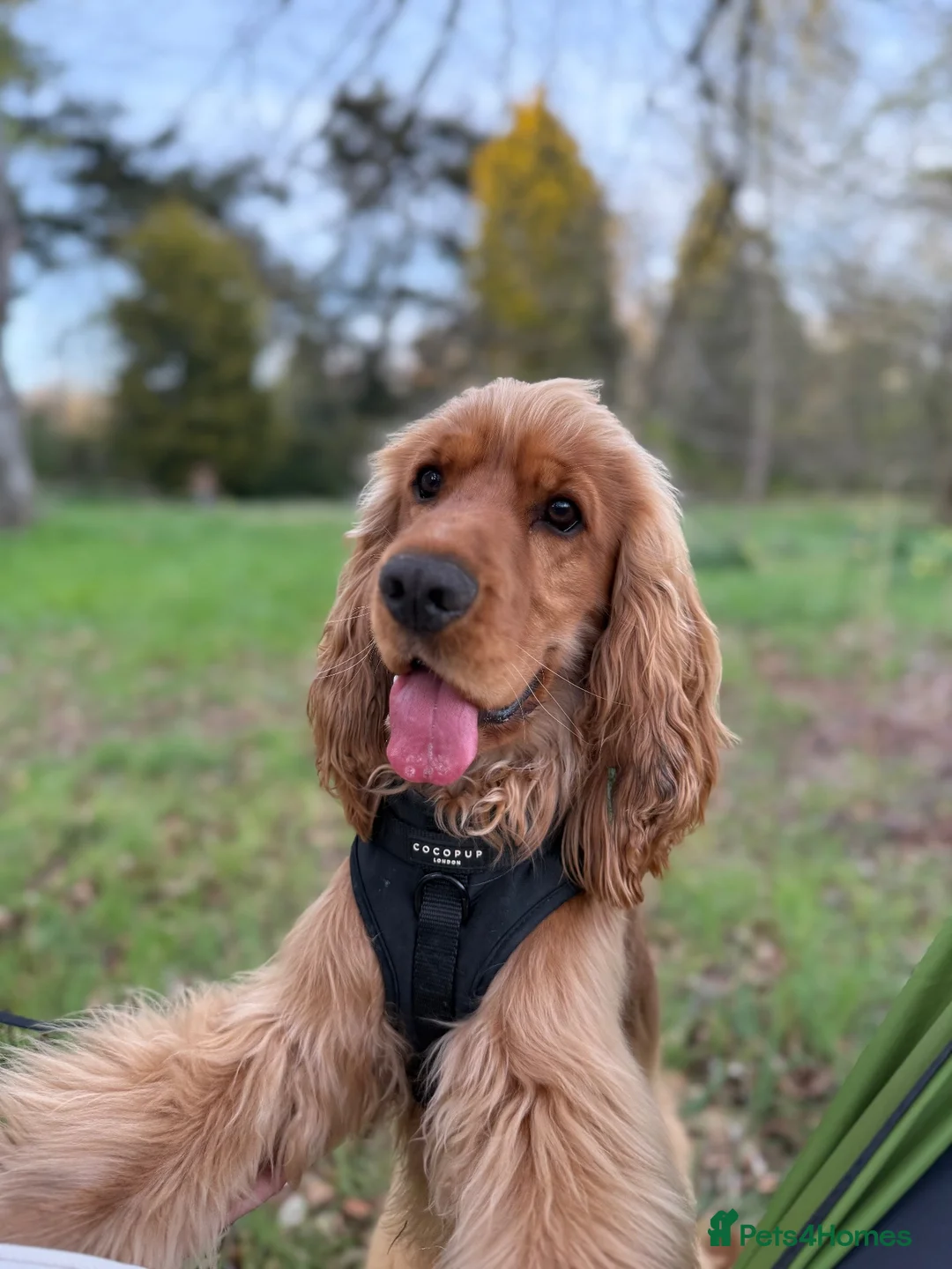 Cocker Spaniel dogs for stud: Show cocker spaniel stud in Dunfermline - Advert 8
