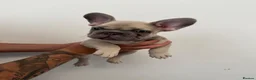 French Bulldog dogs for sale: 3 beautiful French bulldog puppies for sale!  in South Shields - Advert 8