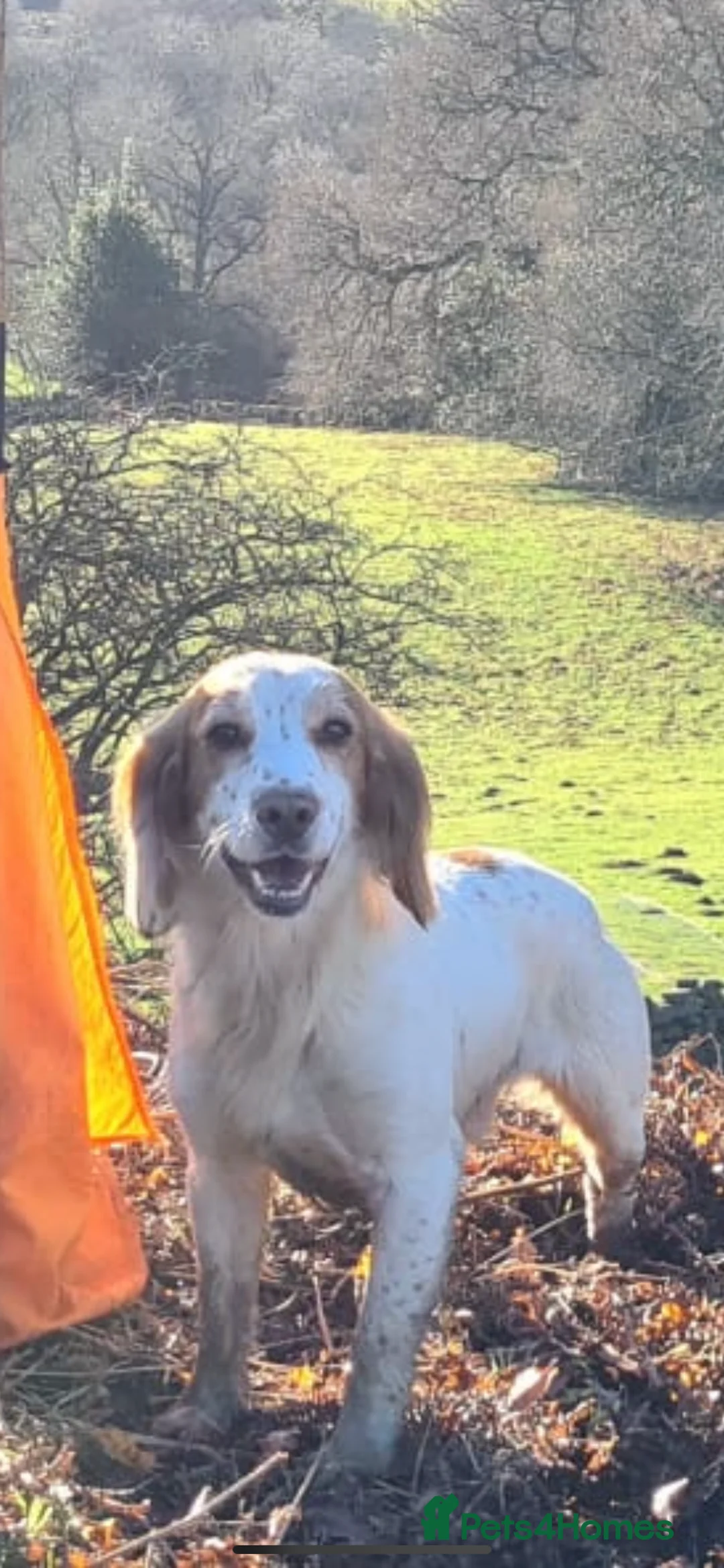 Cocker Spaniel dogs for stud: KC Registered Lemon and white cocker spaniel  in Pickering - Advert 3