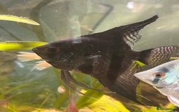 Angelfish fish for sale: Black long & shortfin ghost pinoys angelfish - Image 2