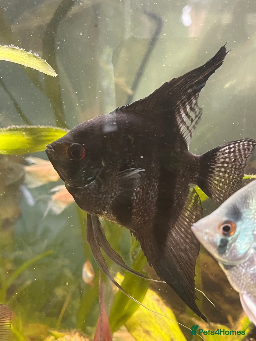 Angelfish fish for sale: Black long & shortfin ghost pinoys angelfish - Image 2