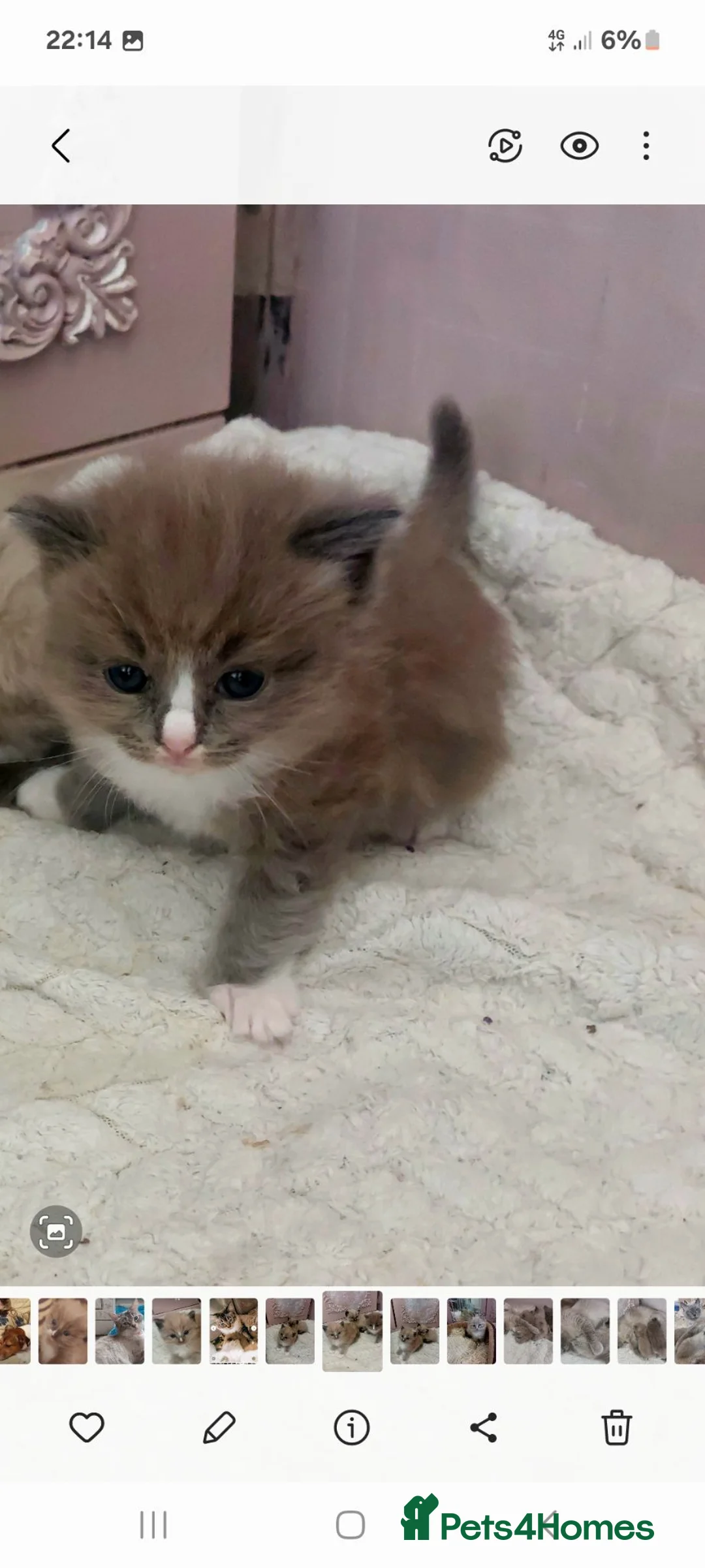 Ragdoll cats for sale: RAGDOLL ❤️  STOPPERS - Advert 8