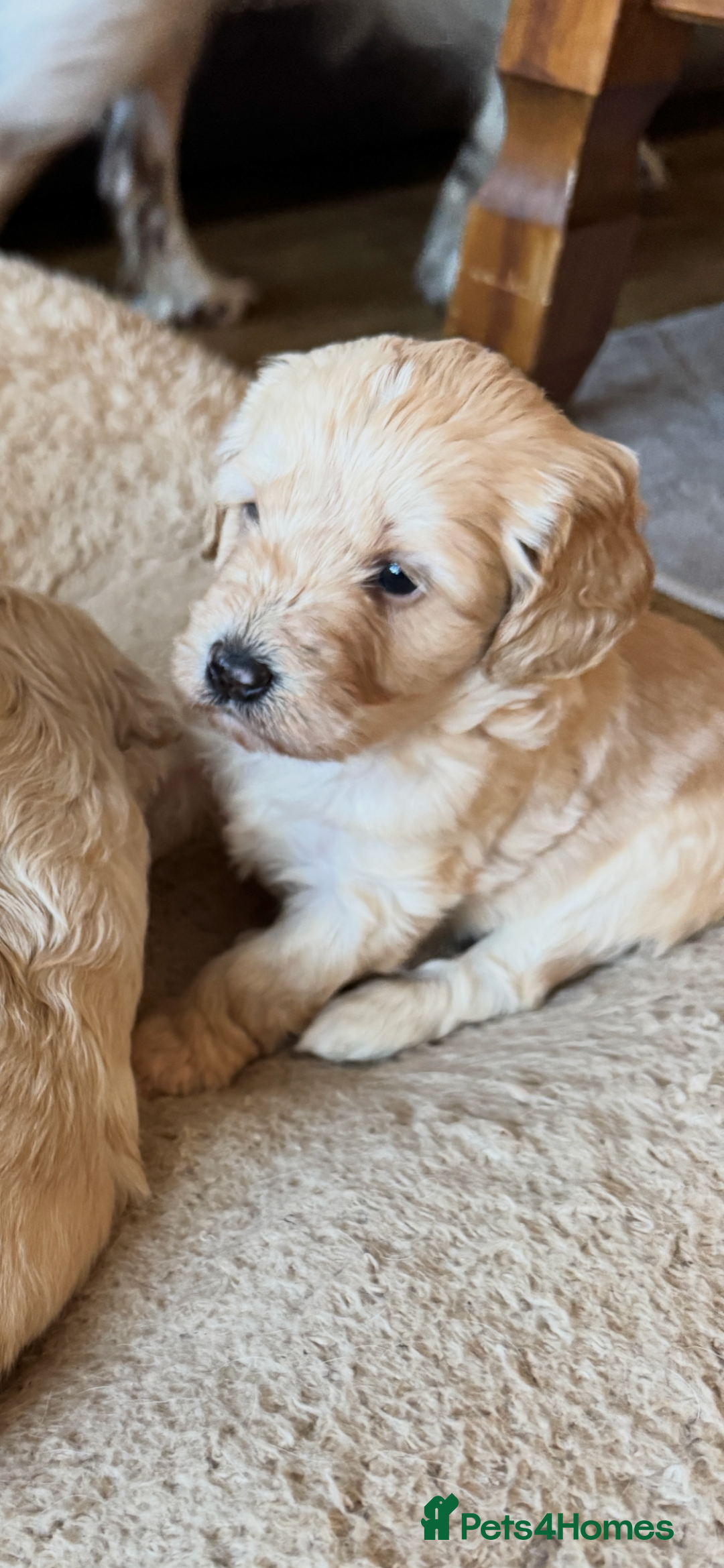 Cockapoo dogs for sale: F1 Cockerpoos - Advert 3