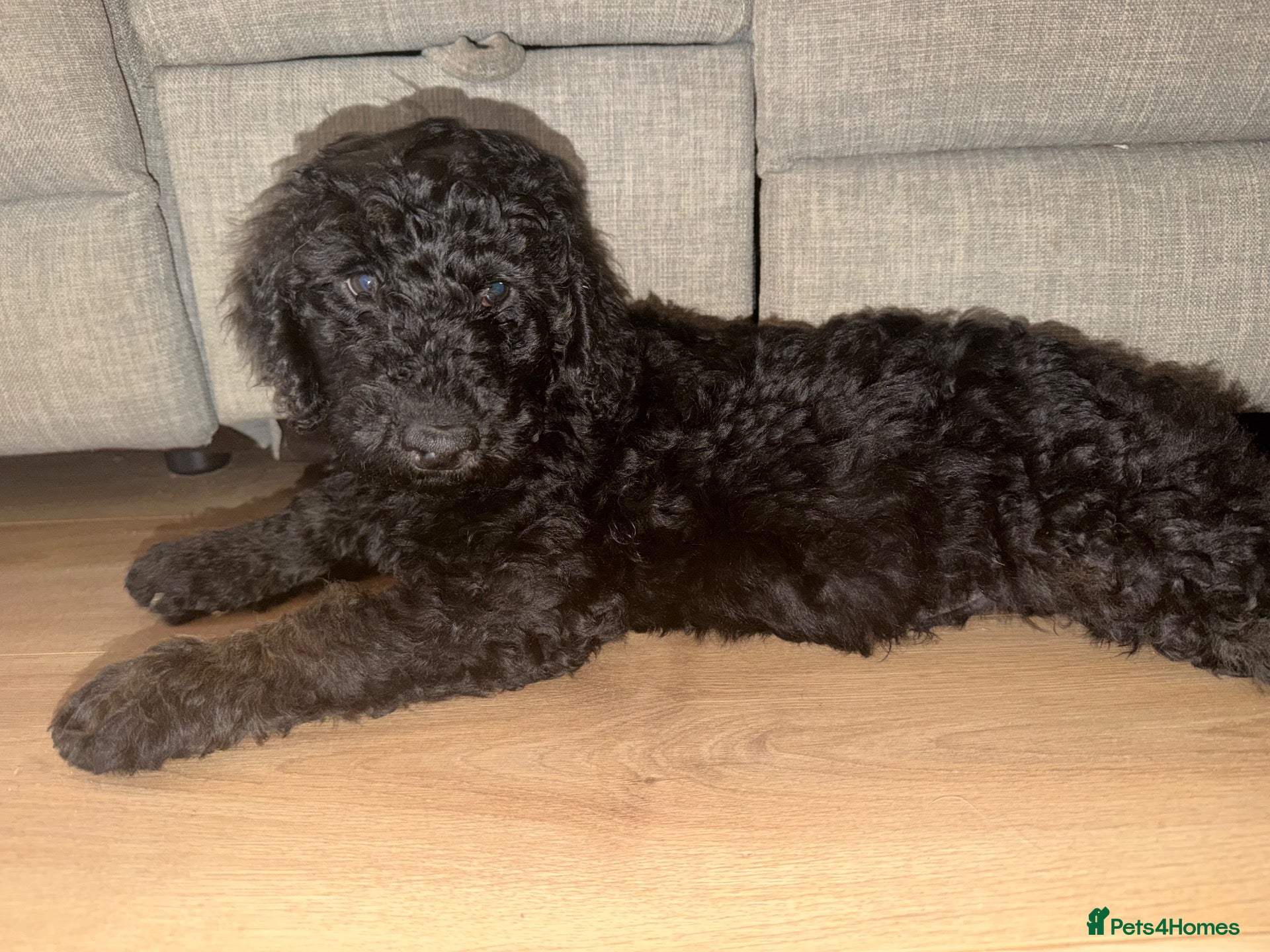 Mini Goldendoodle dogs F1b Mini Goldendoodles.READY TO LEAVE 🤍 - Advert 2