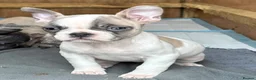 Frug dogs for sale: 7 Beautiful Frug Puppies in Llanarth - Advert 4